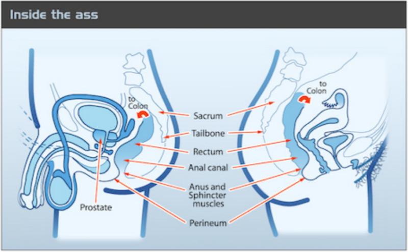 A diagram of the inside of the anus. 